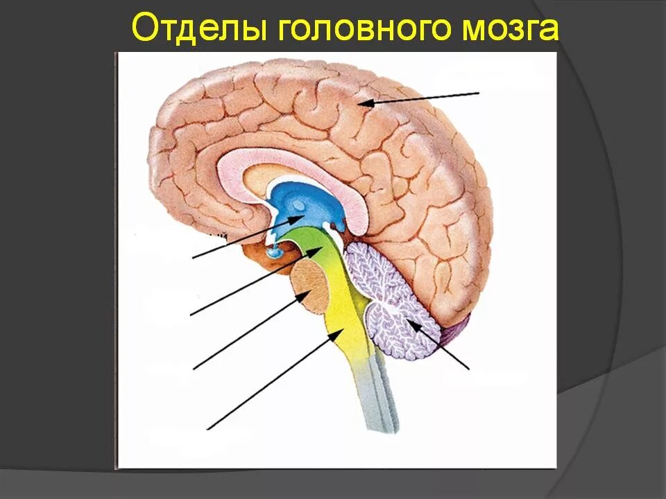 Головной мозг урок 8 класс. Строение и функции отделов головного мозга человека. Схема строения отделов головного мозга. Головной мозг отделы мозга схема. Отделы мозга 8 класс биология.