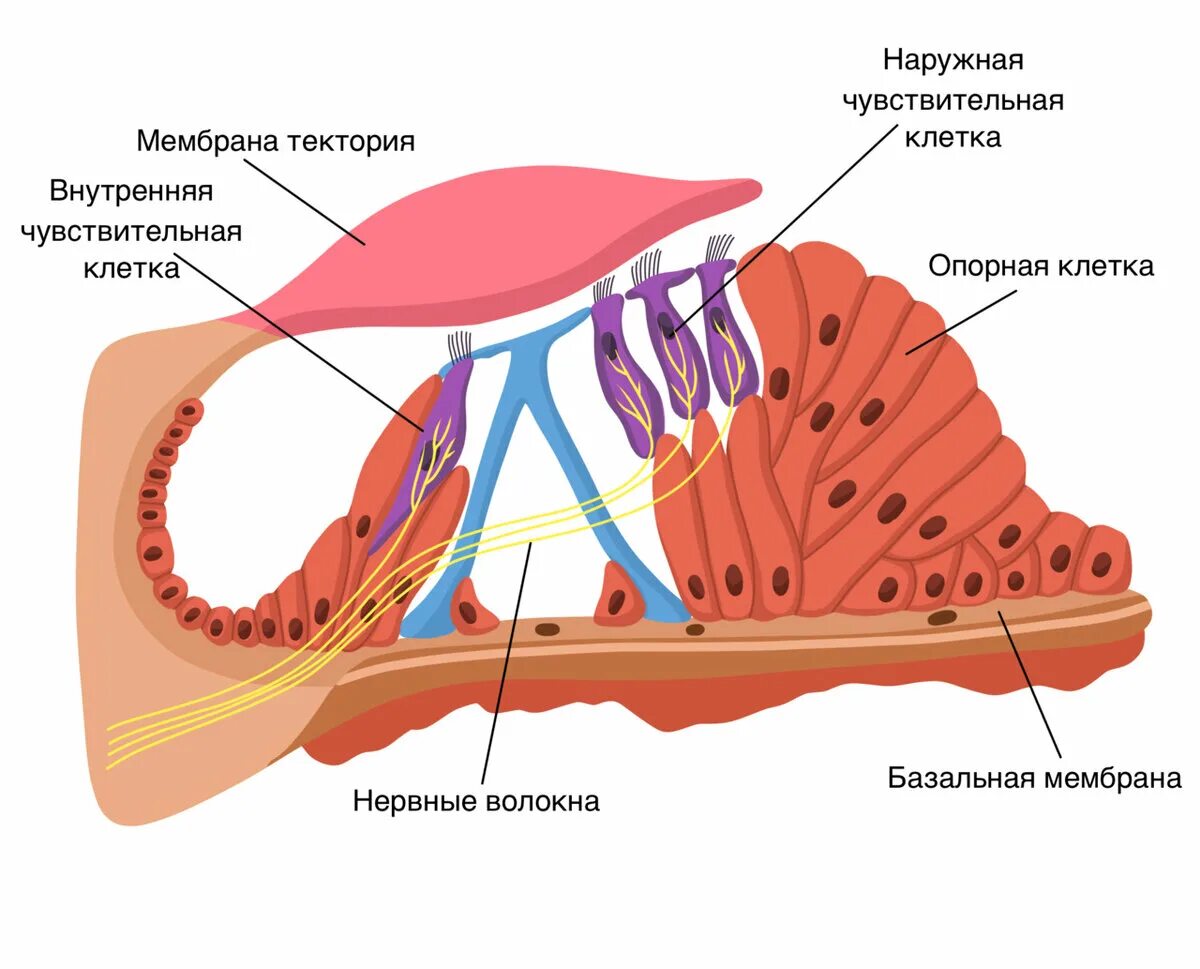 Спиральный Кортиев орган анатомия. Кортиев спиральный орган строение. Слуховой анализатор волосковые клетки Кортиев орган. Кортиев орган внутреннего уха анатомия. Мембраны внутреннего уха