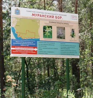 Муранский бор самарская область