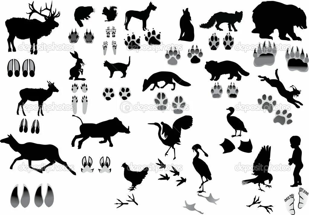 Kindled inspiration animal traces. Следы ласки на снегу. Следы зверей и птиц. След собаки. Kindled inspiration animal traces.