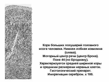 Какая нервная система управляет корой больших полушарий