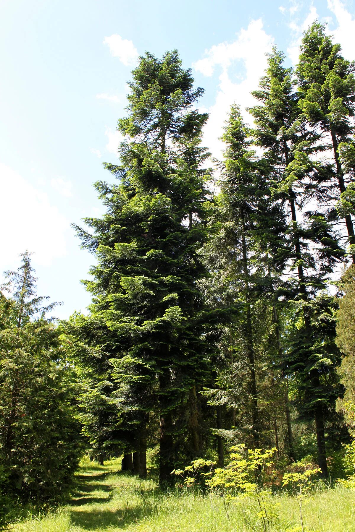 Секвойя калифорнийская в россии. Кавказский заповедник лес пихтовый. Зеленели дубы и островерхие пихты вековые. Зеленели дубы и островерхие пихты вековые. Дубрава дубовая роща.