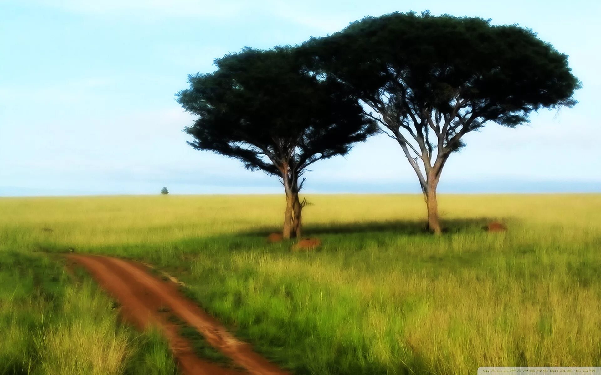 2 tree