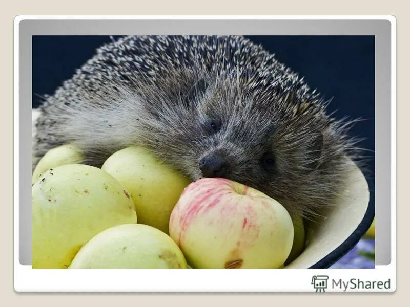 Ежик ёжа с яблоком. Ежик несет яблоко на спине. Есть ли яблоки еж. Ежик с яблоком фото. Есть ли яблоки еж.