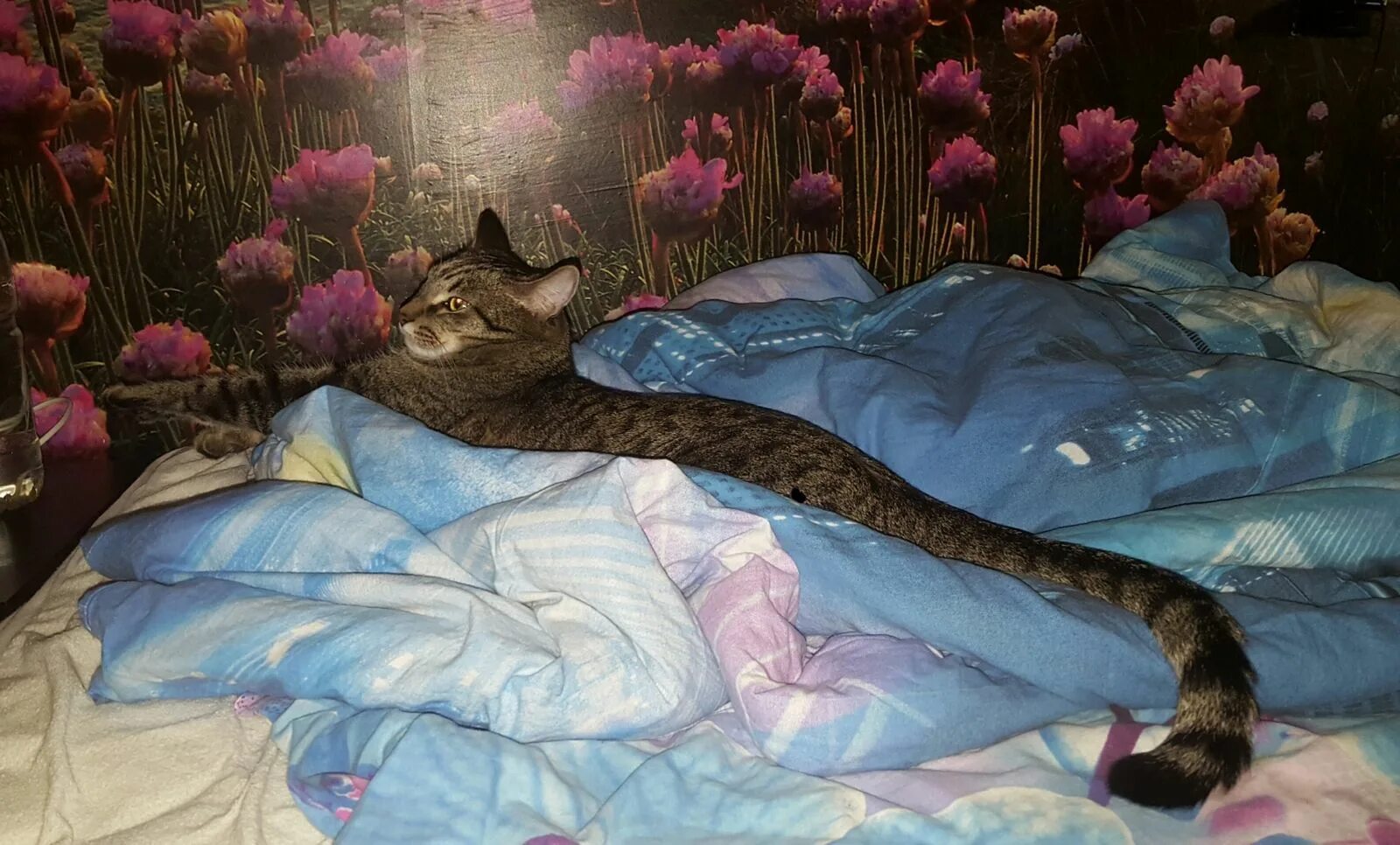 Немного кота
