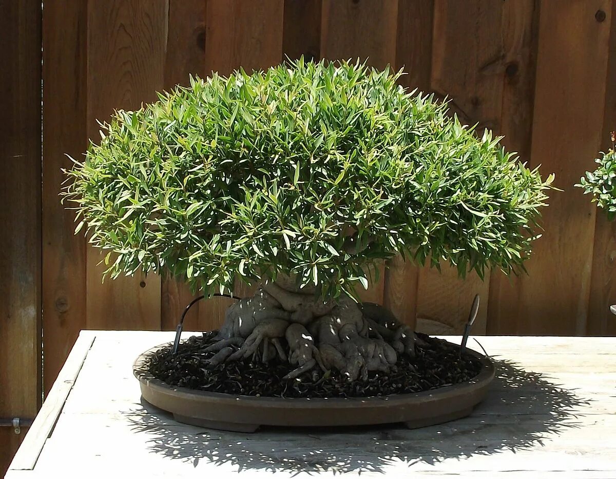 Фикус биннендийка Али (Ficus binnendijkii Alii) Страница 12