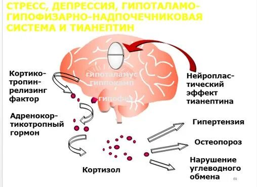 Механизм действия гептрала. Серотонинергическая система. Антидепрессанты несовместимость.