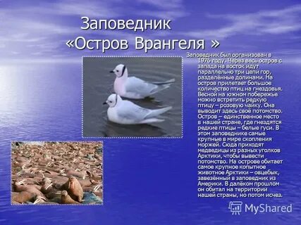Заповедники в зоне арктических пустынь 4 класс
