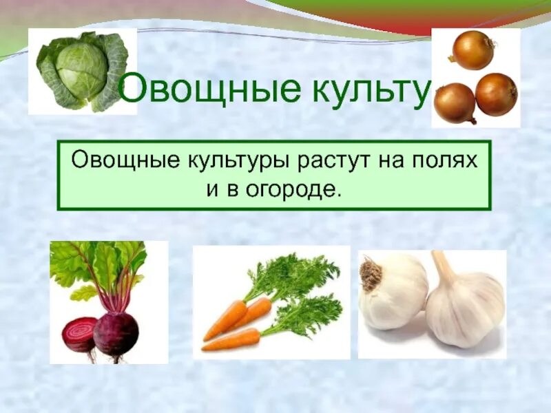 Овощные культуры. Овощные культурные растения. Овощные растения названия. Овощные культурные растения названия. Список овощных растений