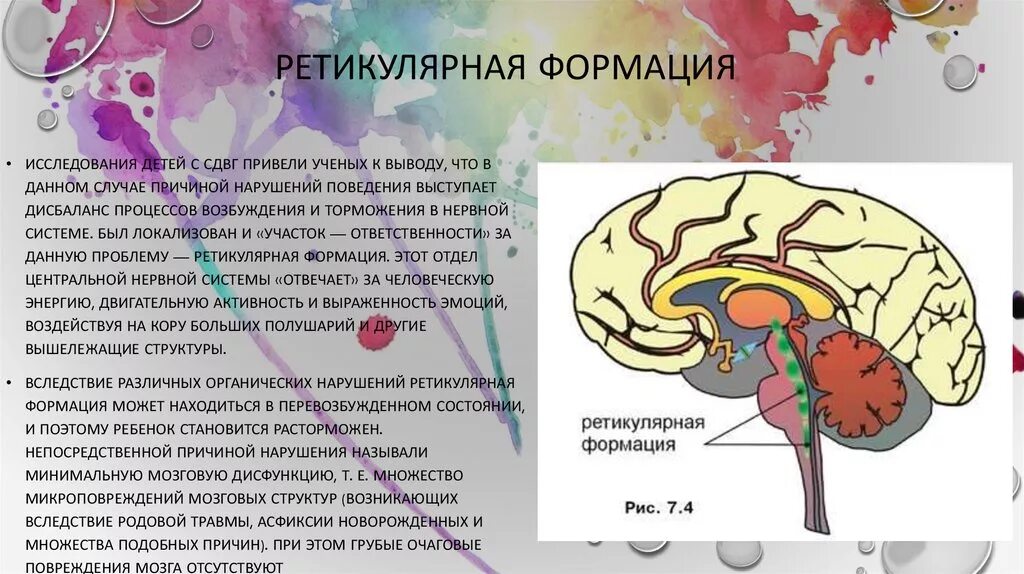 Нарушение функций ретикулярной формации. Симптомы повреждения ретикулярной формации. Синдромы поражения ретикулярной формации неврология. Ретикулярная формация мозгового ствола.