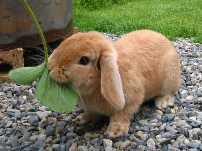 Можно ли кроликам клубнику. Кроличья клубника-. Кролик с земляникой. Зайчик в Голландии.
