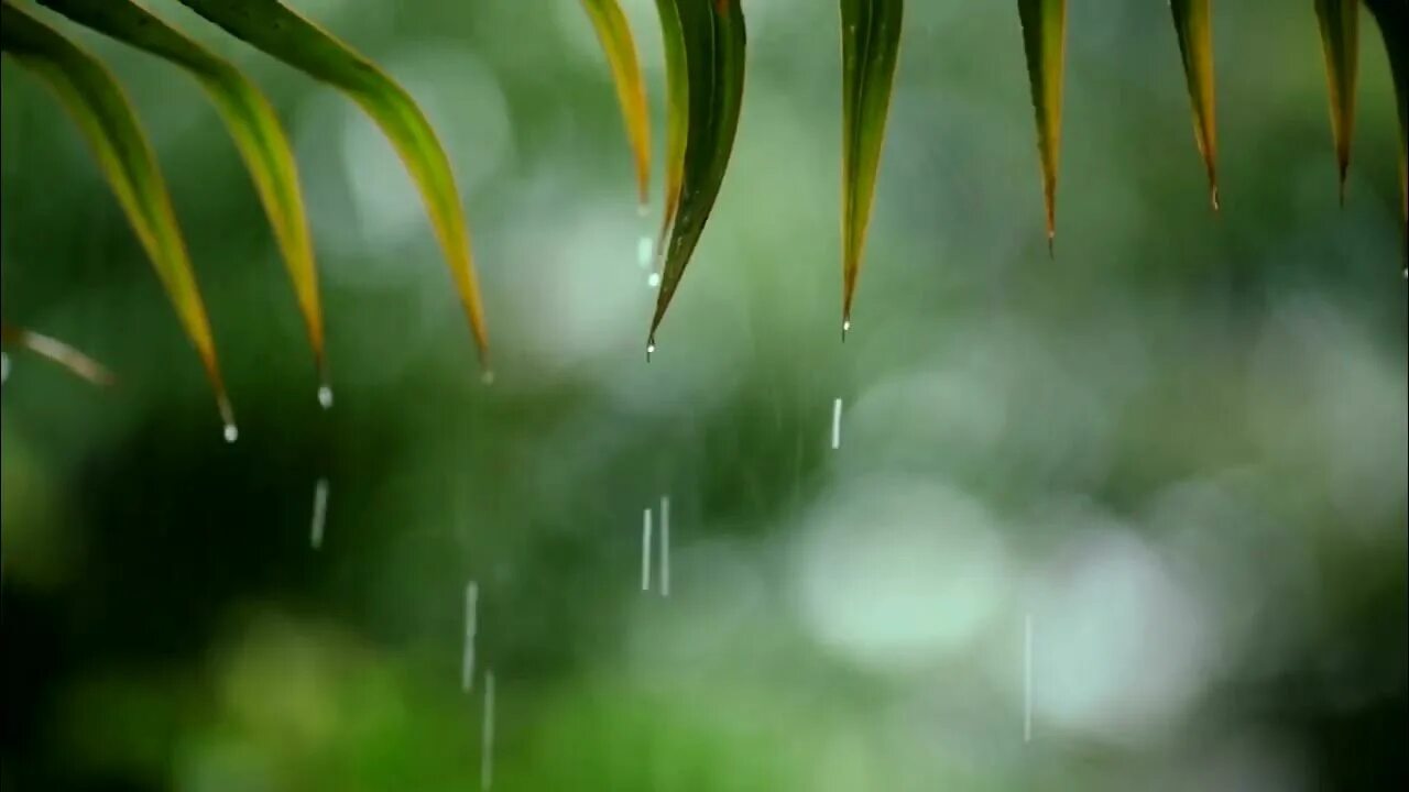 Звуки природы ютуб