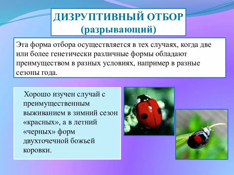 Разрывающий отбор. График дизруптивного естественного отбора. Дизруптивный естественный отбор характеристика. Дизруптивный отбор примеры животных. Дизруптивный отбор условия среды.
