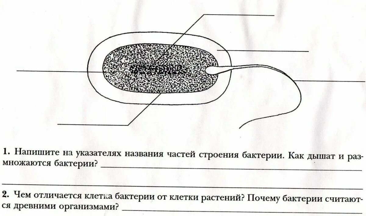 Лабораторная работа строение прокариотической клетки. Рисунок строение бактериальной клетки размножение. Строение бактериальной клетки карточки. Строение бактерии 6 класс. Строение клетки бактерии 6 класс.