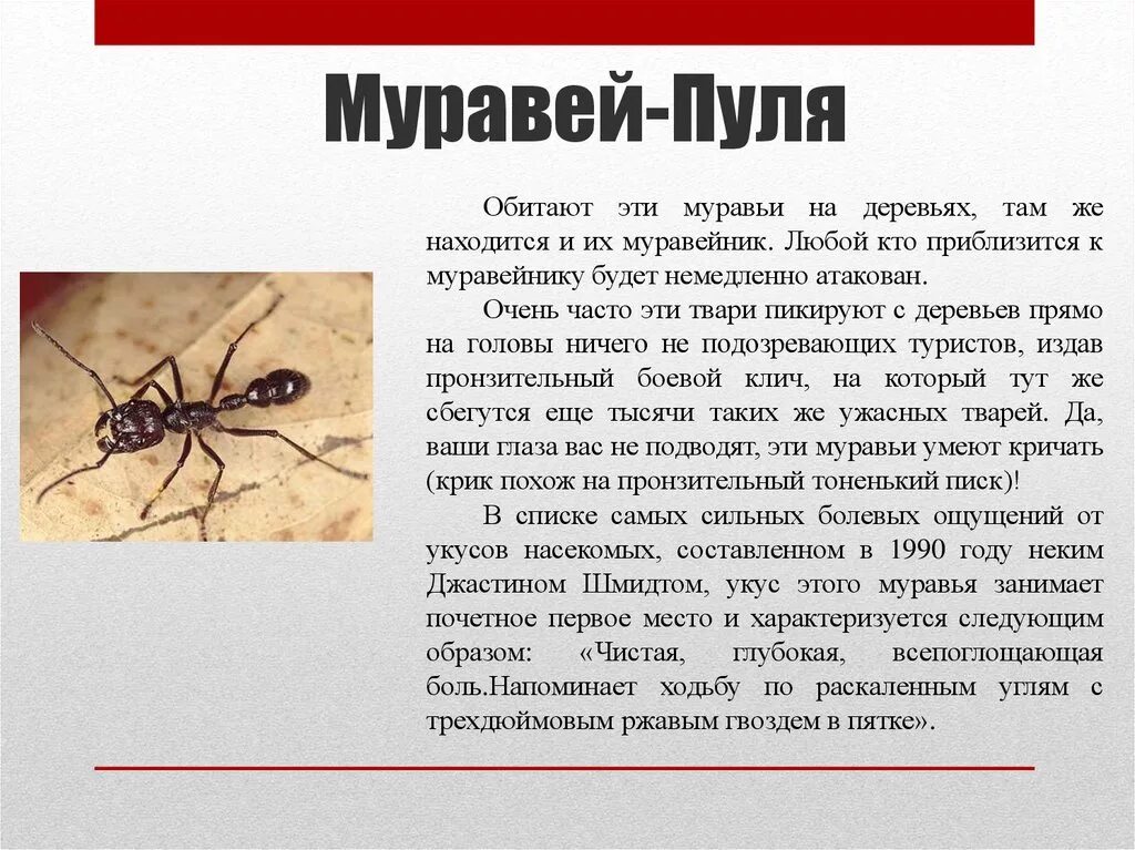 Как выглядит укус муравья на теле человека УКУС МУРАВЬЯ ЛИСТОРЕЗА / Койот Питерсон на русском YouTube