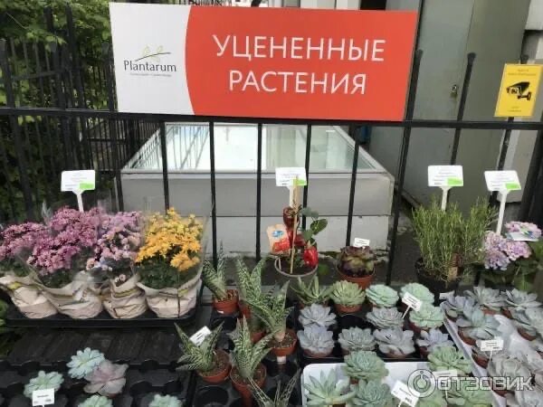 Яблони сада имени крутовского. Ботанический сад киров растения. Саженцы цветов. Саженцы сирени двухлетки. Саженцы р9 хвойные.