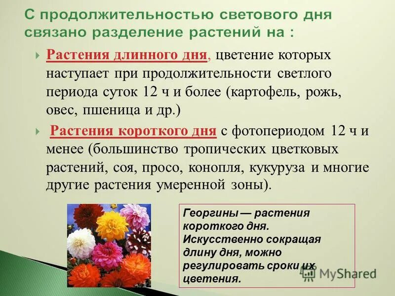 короткодневные растения. типы фотопериодической реакции у растений. растения короткого светового дня. нейтрального светового дня. нейтральные к длине дня растения.