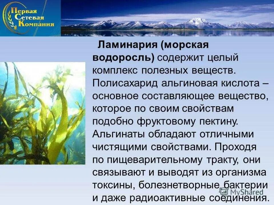 Общие признаки бурых водорослей. Ламинария. Бурые водоросли содержат. Ламинария кратко. Краткая характеристика ламинарии.