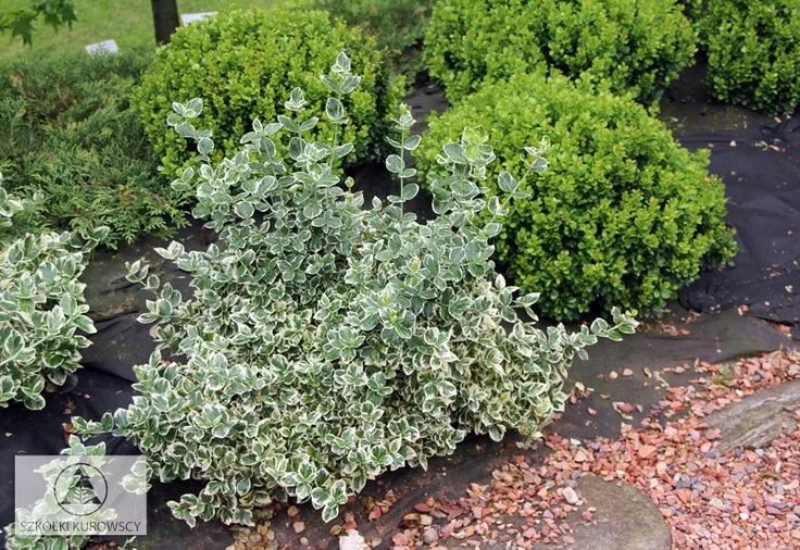 Бересклет эмеральд гаити фото и описание кустарника Euonymus Fortunei Emerald Gaiety Emerald Plants