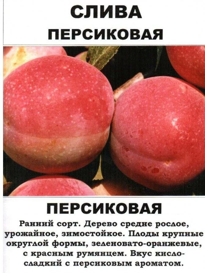 слива империал описание сорта: 10 тыс изображений найдено в Яндекс.Картинках Gra