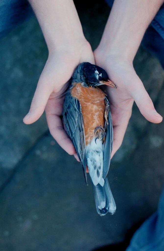 Птица на руке. Птица на ладони. Птицы Эстетика. Bird in hand