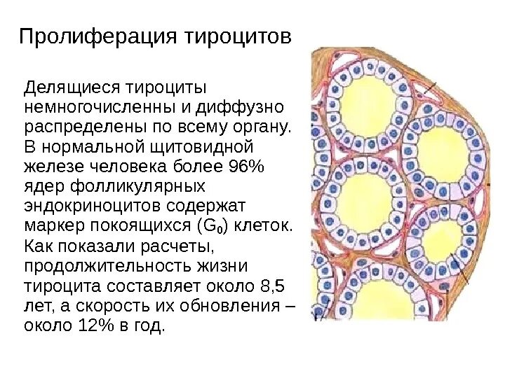 Тироциты фолликулярные клетки щитовидной железы. Фолликулы щитовидной железы гистология. Тироциты секреторный цикл гистология. Тироциты щитовидной железы гистология. Фолликул тироцита