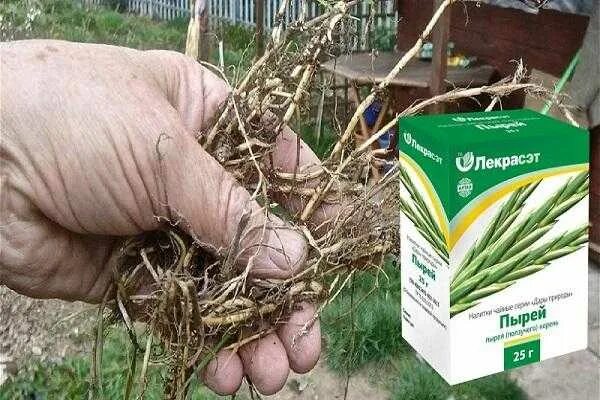 Как избавиться от пырея на участке навсегда