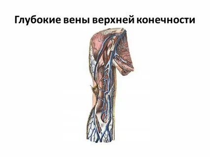 Вен верхней конечности