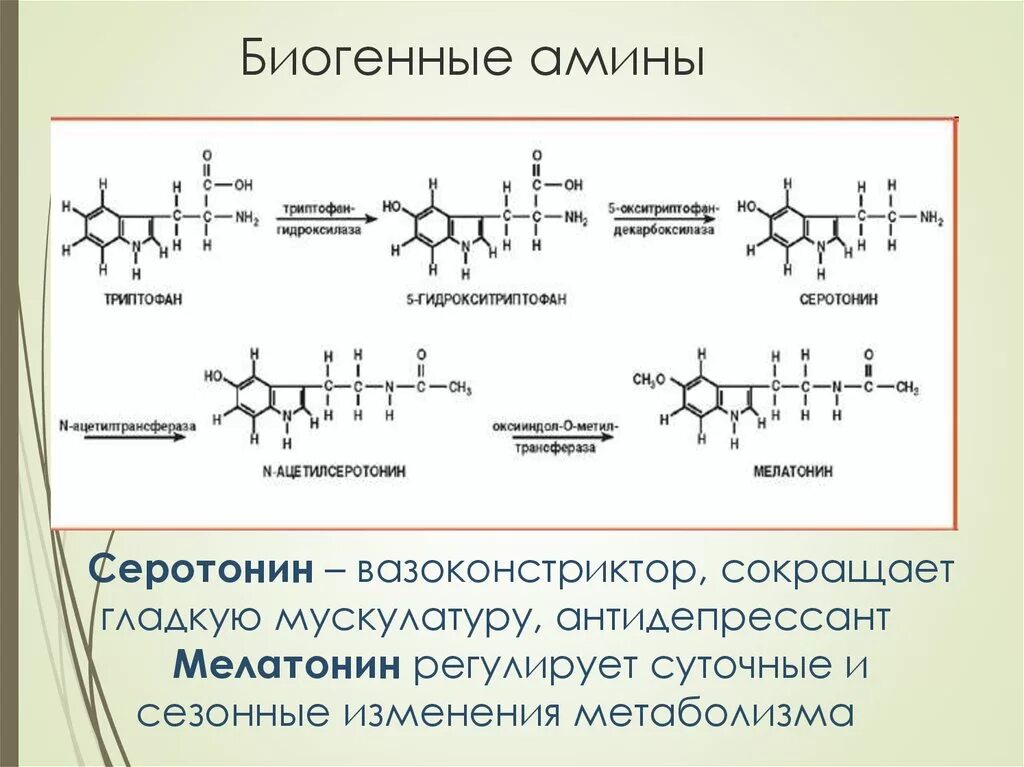 Гистамин биогенный амин. Триптофан биогенные амины. образование биогенных аминов гистамин. цистеин биогенные амины. образование биогенных аминов биохимия.
