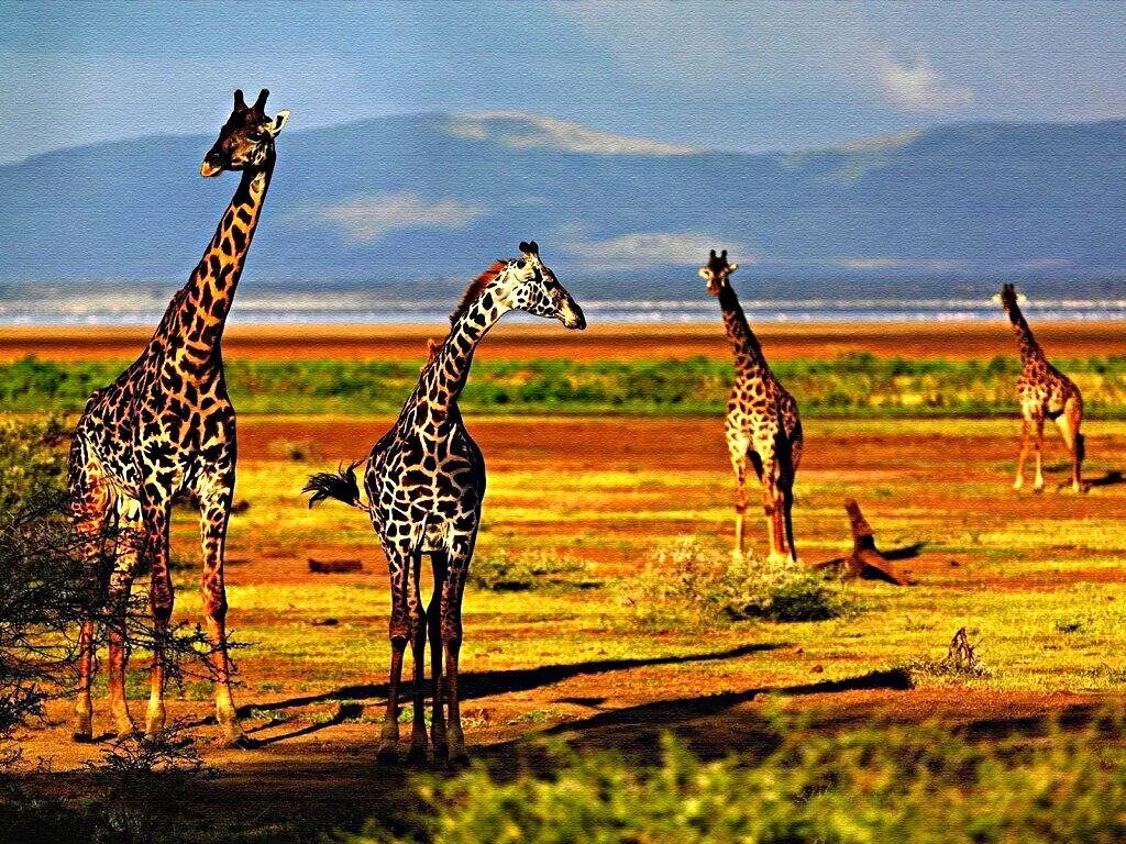 Африка самый высокий. Жираф Саванна Африка. Жираф в африканской саванне. Эндемики Африки Жираф южноафриканский. Карликовый Жираф.