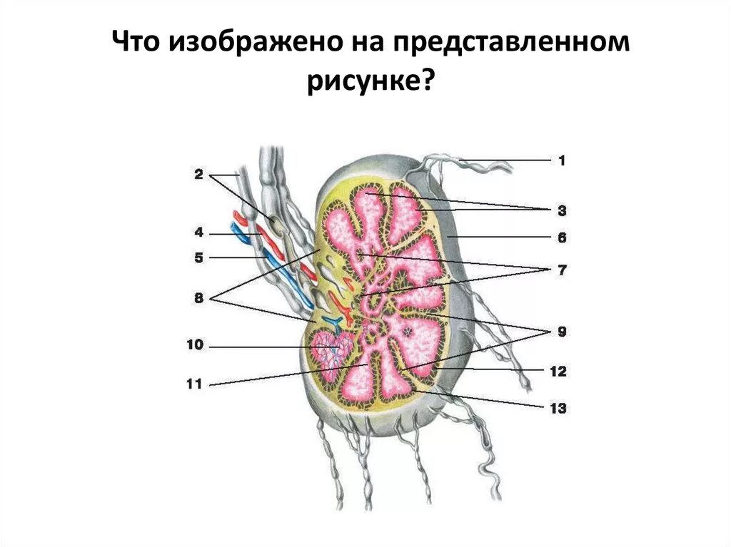 Лимфатический узел