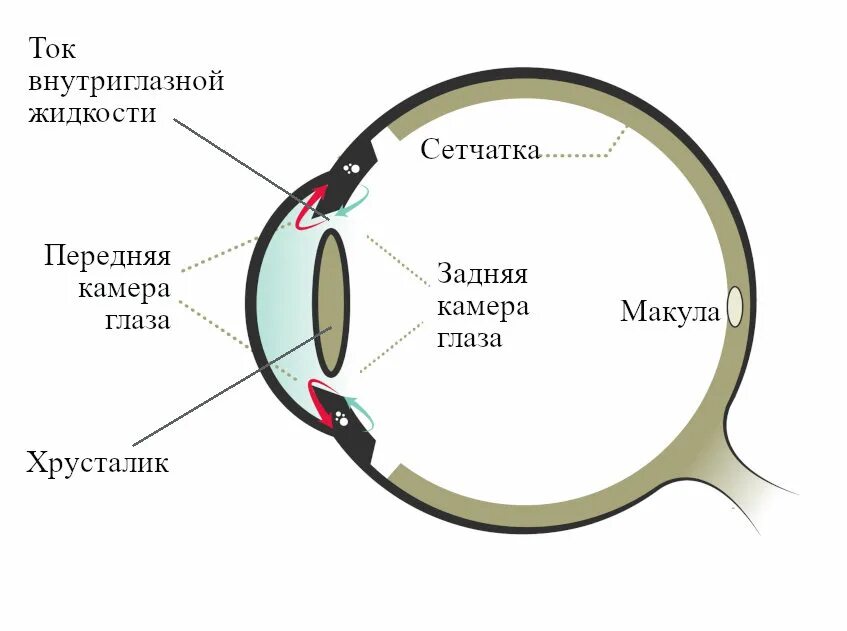 Функция передней камеры глаза. Функции передней и задней камеры глаза. Строение глаза передняя камера. Что такое передняя камера глаза человека. Глубокая передняя камера глаза.