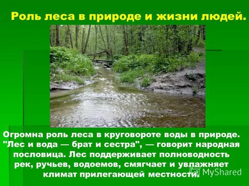 Какова роль леса в жизни человека. Роль леса в жизни человека. Роль природы в жизни. Роль природы в жизни человека. Роль леса в природе и жизни людей.