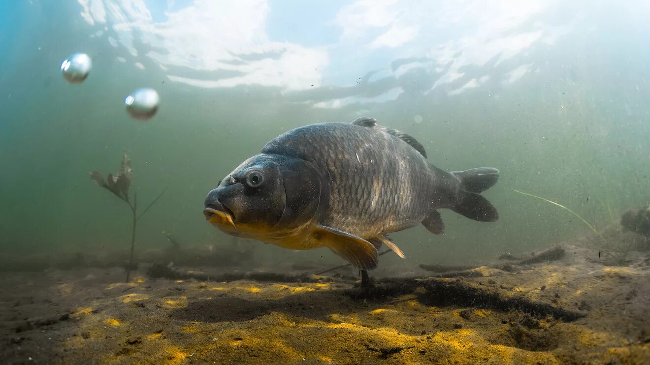 Catlocarpio siamensis. золотой карп. карп виды фото. карп вид спереди. карп ставрас.
