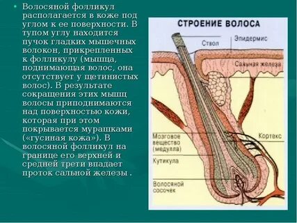 Третичный волосяной