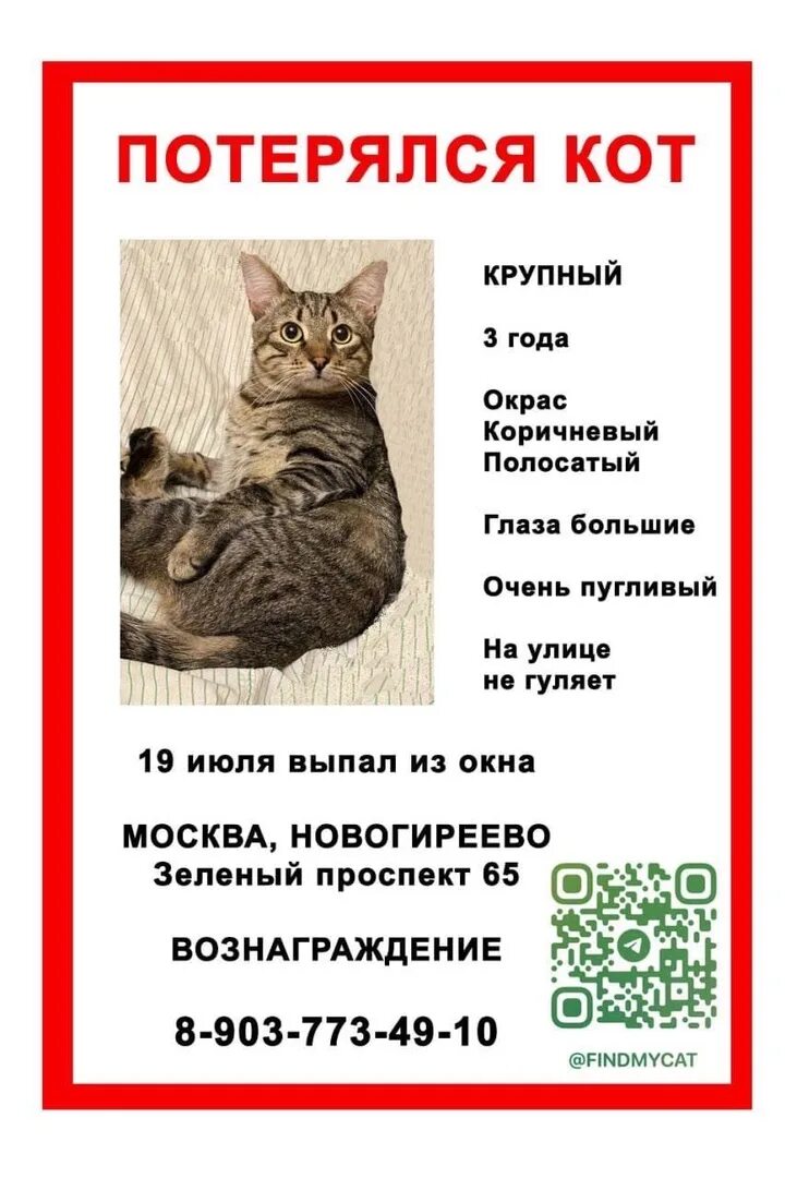 Потеряли кошку объявления
