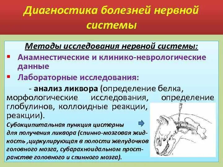 Расстройство нервной системы диагноз. Методы диагностики заболеваний нервной системы. Инфекционные заболевания нервной системы диагностический алгоритм. Методы исследования нервной системы у животных. Способы диагностик нервной системы.