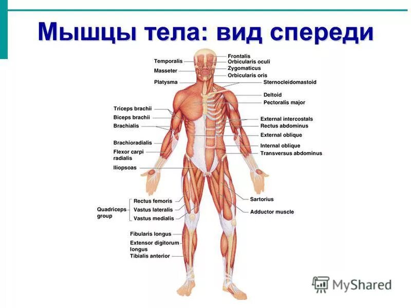 Описание мышц