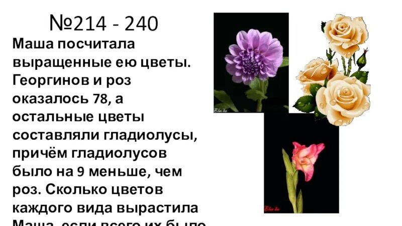Маша посчитала выращенные ею цветы георгинов. Маша посчитала выращенные цветы. Маша посчитала выращенные ею цветы георгинов оказалось 78. Маша посчитала. Выращивание ее цветы