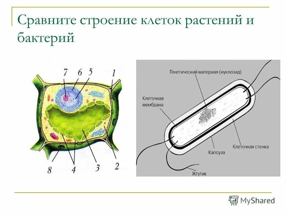 На каком рисунке изображена клетка бактерий. Нуклеоид бактериальной клетки строение. Структура бактериальной клетки нуклеоид. Нуклеоид в растительной клетке. Строение бактериальной клетки 6 класс биология.