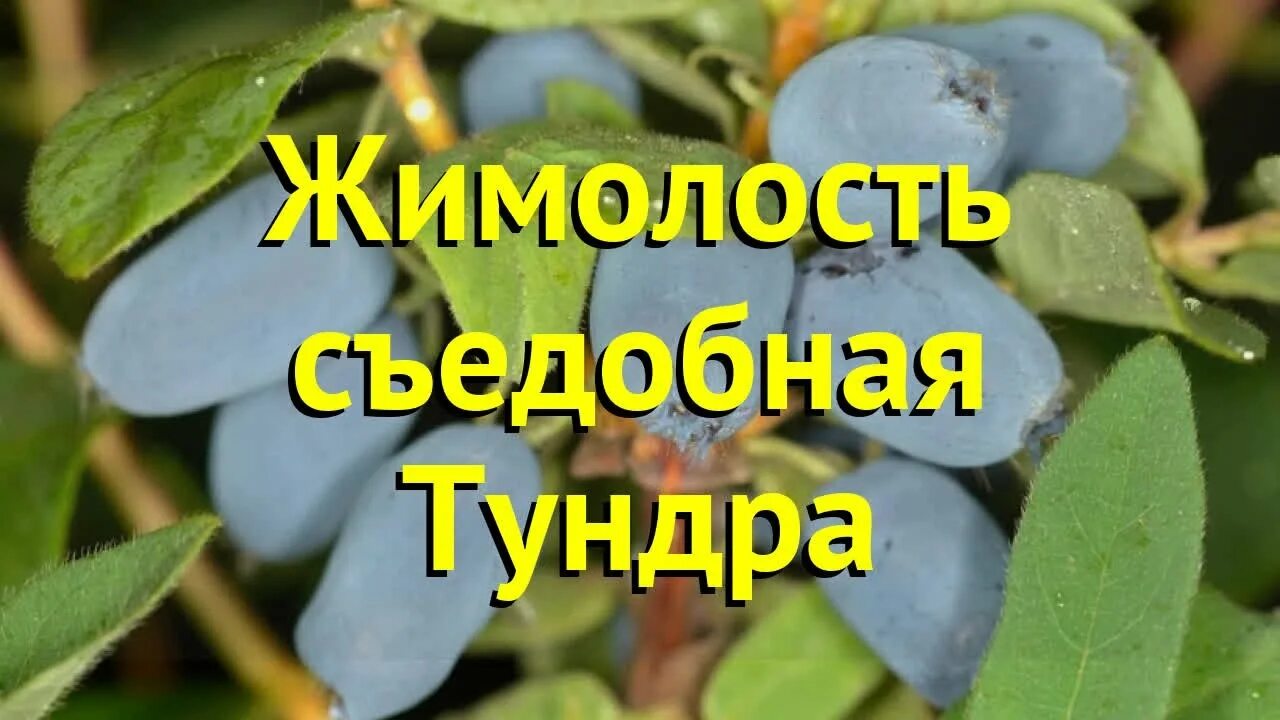 Жимолость Tundra. Жимолость съедобная Югана. Тундра сорт жимолость. Сорта жимолости съедобной тундра.