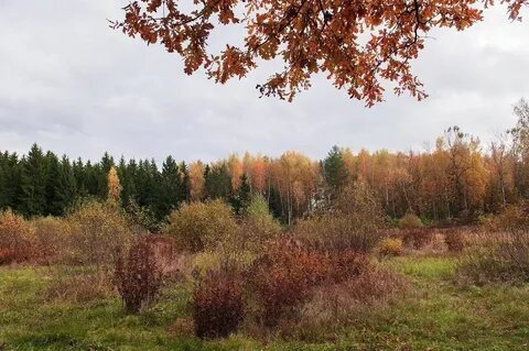 Федоровская осень на опушке