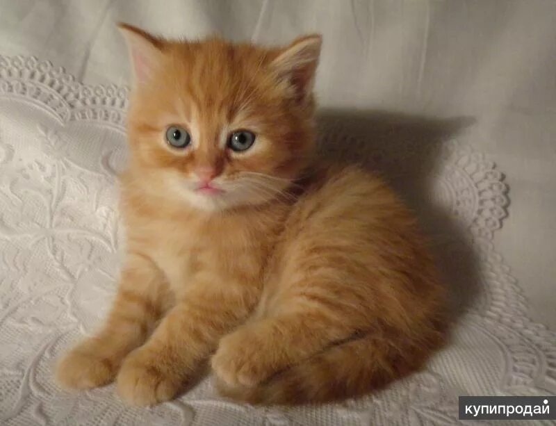 Котята рыжие пушистые девочки. Рыжие коты. Рыжий пушистый котенок. Юла рыжие котята. Рыжий котёнок.