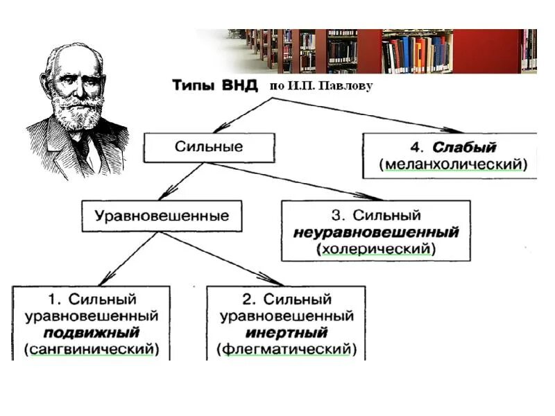 Учение и.п. Павлова о типах ВНД. Типы высшей нервной деятельности Павлова. Характеристика типов ВНД по Павлову. Типы высшей нервной системы по Павлову. Типах темперамента и п павлова