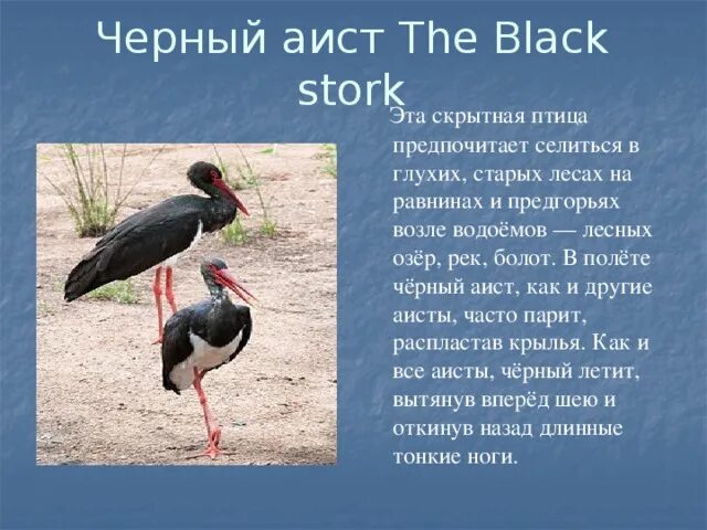 Черный аист красная книга. Текст черный аист основная мысль. Черный аист презентация. Черный аист строение. Черный аист размножение.