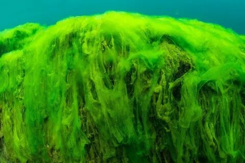 Спирогира вид водорослей