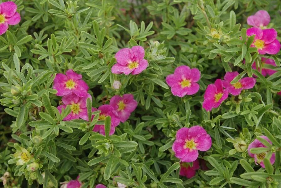 Лапчатка белиссимо. Лапчатка кустарниковая белиссимо. Лапчатка кустарниковая белиссима. Лапчатка кустарниковая беллисима (с3). Лапчатка кустарниковая pink paradise.
