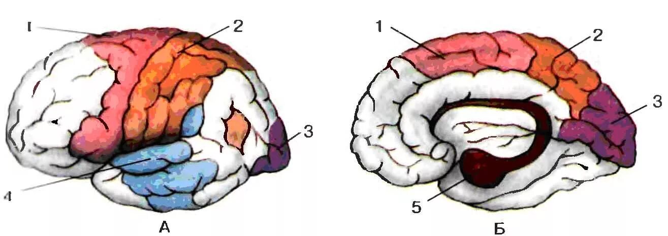 Основные зоны мозга. Основные зоны коры больших полушарий головного мозга человека. Кожно-мышечная зона коры головного мозга. Вкусовая зона коры головного мозга.
