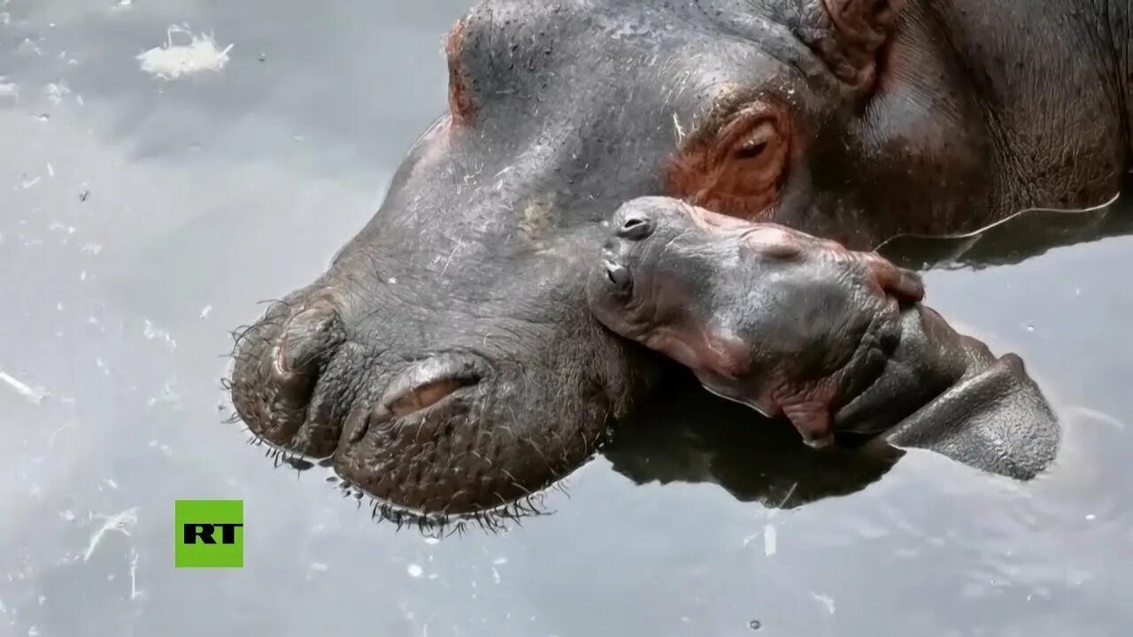 Сколько рождается бегемот. Нильский бегемот. детеныш бегемота. новорожденный бегемотик.