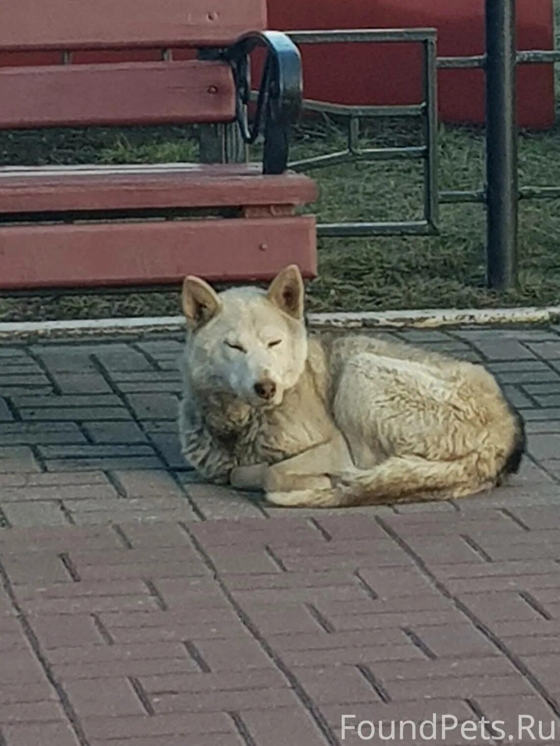 Солигорске животные. Солигорске животные